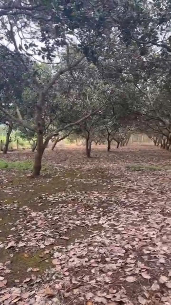 Đất vườn Đa Kai, Đức Linh 3,5ha giá 6.3 tỷ - Đầu tư sinh lời ngay!