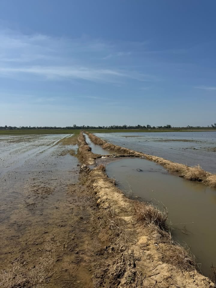 Đất ruộng 30 công tại xã Phú Hiệp, Tam Nông, Đồng Tháp - Giá chỉ 2.85 tỷ