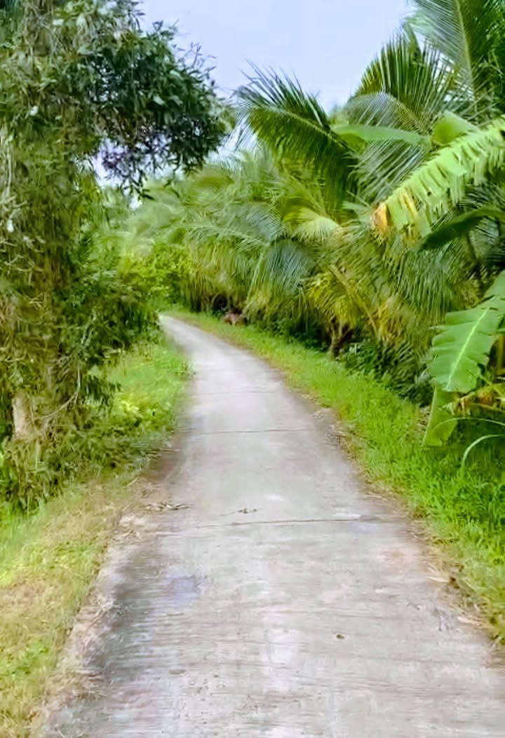 Bán ruộng 10 công tại Ấp Ninh Bình, Trà Vinh - Giá chỉ 1.7 tỷ, thương lượng ngay!