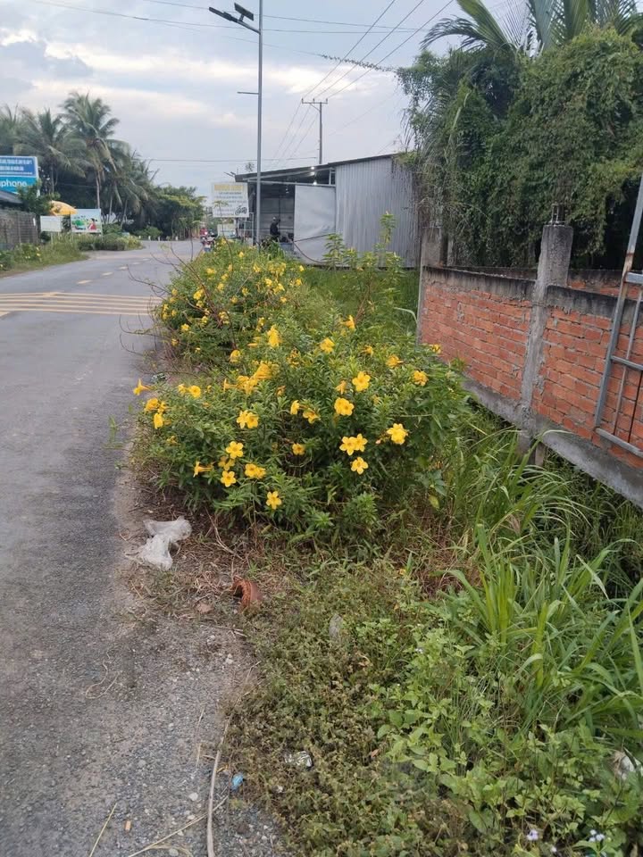 Đất nền Nhị Long, Càng Long, Trà Vinh 168m² giá 800 triệu - Tiềm năng kinh doanh lớn!