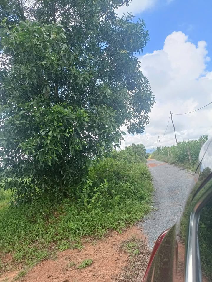 Đất trồng cây công nghiệp 11074m² tại Đại Trạch, Bố Trạch - Giá chỉ 1.3 tỷ!