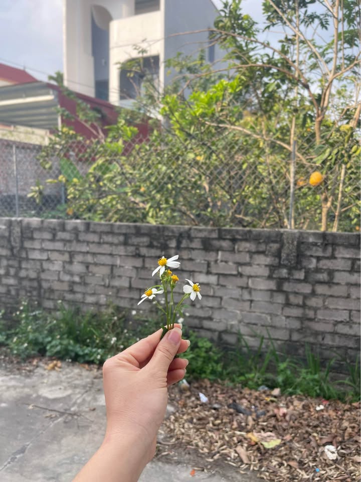 Đất thổ cư 106,4m² tại Thường Thắng, Hiệp Hòa - Cần tiền bán gấp!