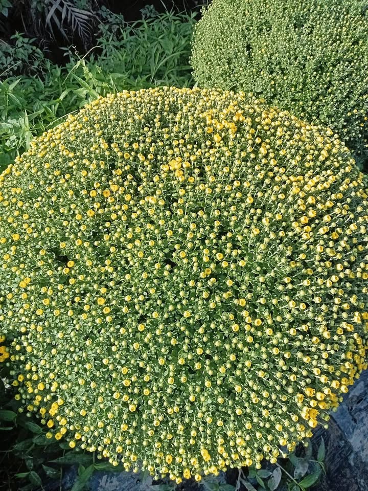 Đất nền phường Thới An quận 12, 75m² giá 3.55 tỷ - Sổ hồng riêng, tặng 2 căn nhà cấp 4!