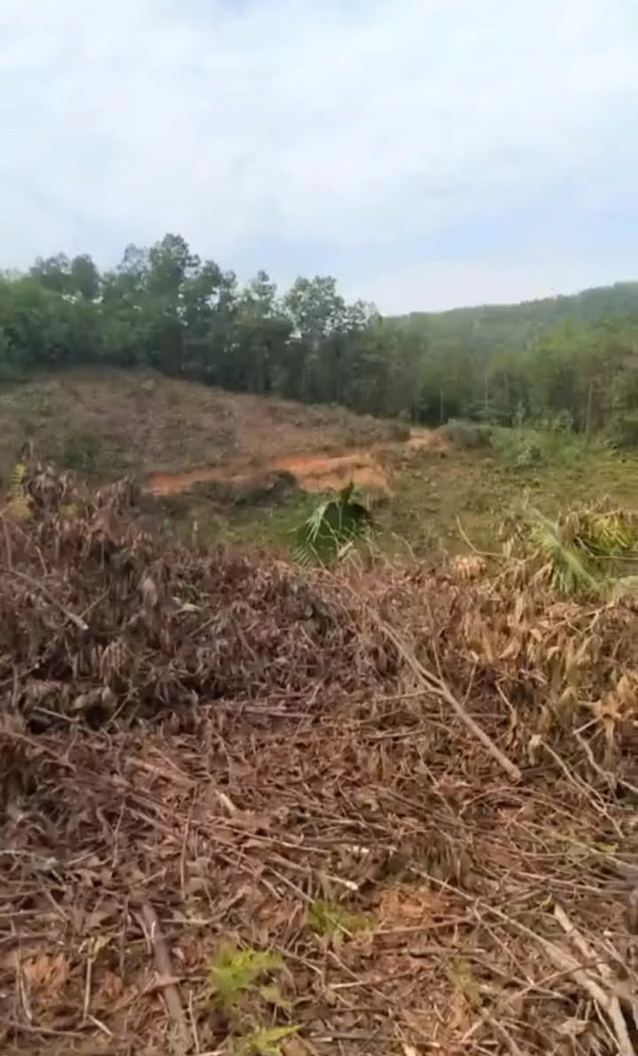 Đất RSX 4,8ha tại Thúy Sơn, Ngọc Lặc giá chỉ 1xx triệu - Cơ hội đầu tư tuyệt vời!