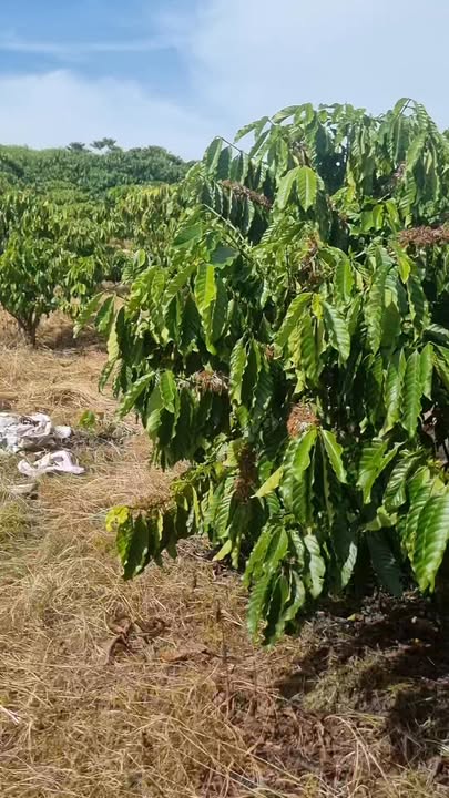 Đất nền Bảo Lộc 547m² giá 700 triệu - Cơ hội đầu tư tuyệt vời!