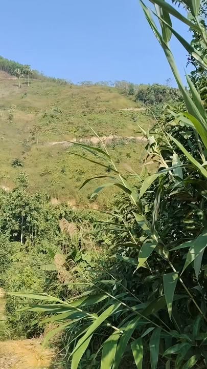 Đất rừng sản xuất Tân Tiến, Yên Sơn 130000m² - Giá thỏa thuận hấp dẫn!