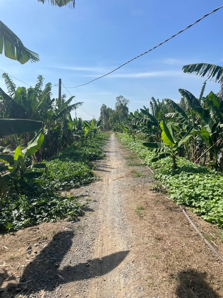 Đất ruộng 18 công tại ấp 4 Tân Mỹ, Thanh Bình, Đồng Tháp - Mặt tiền 51m, Sổ hồng chính chủ!