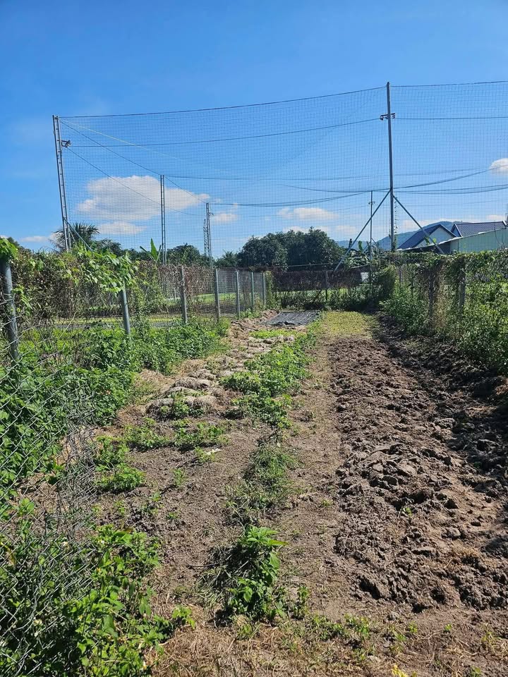 Đất nền thôn Tân Thành, xã Suối Tiên 99.9m² giá 580 triệu - Đường ô tô vào tận nơi!