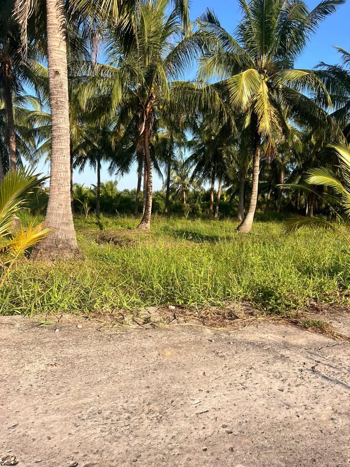 Đất nền xã Châu Hưng, huyện Bình Đại 9999m² giá 800 triệu - Đầu tư sinh lời ngay!