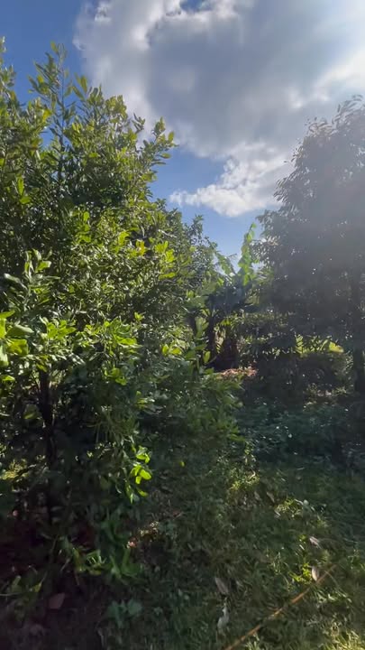 Đất Farm Dliê Yang 10800m² giá 2.16 tỷ - Đầu tư sinh lời!