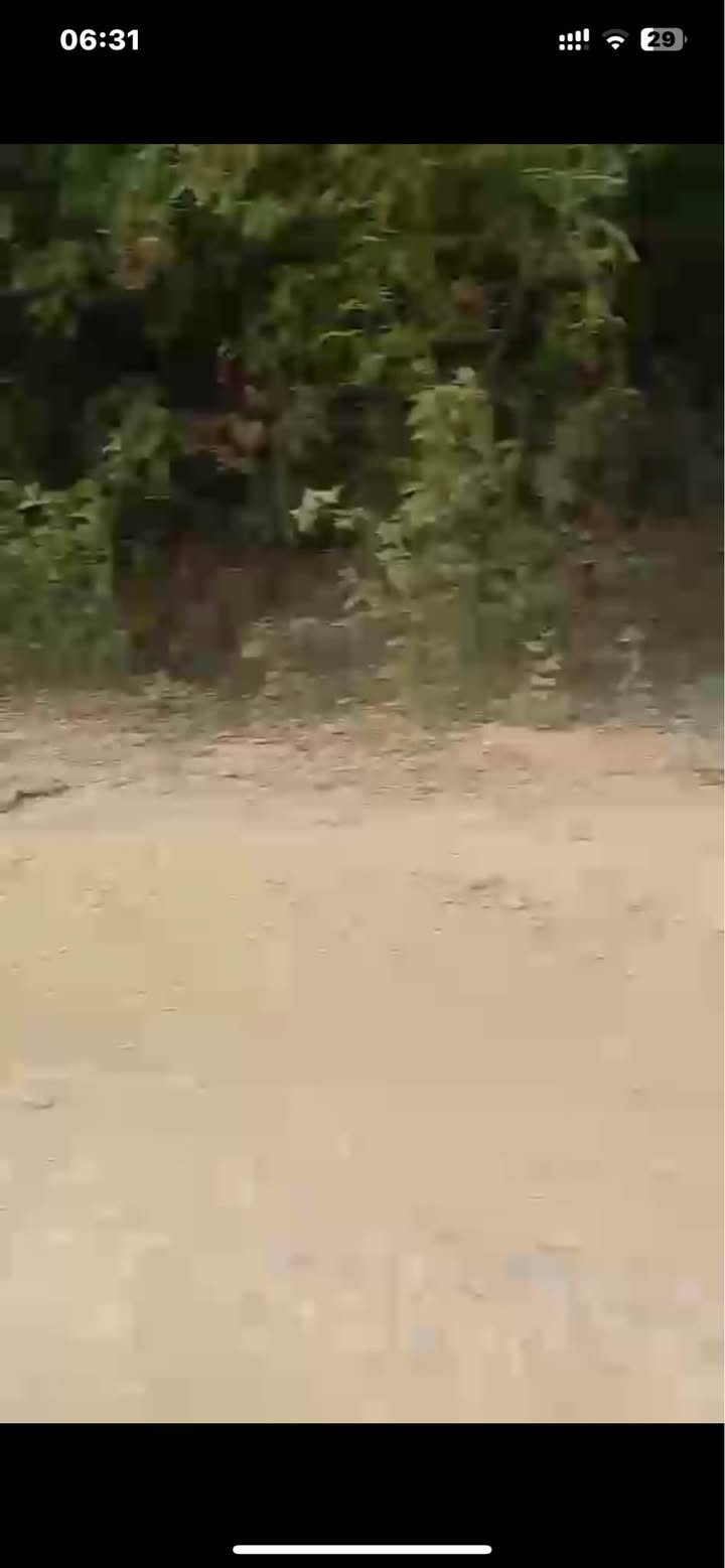 Đất Farm 20ha tại Phù Nham, Nghĩa Lộ - Tiềm năng làm trại lợn lý tưởng!