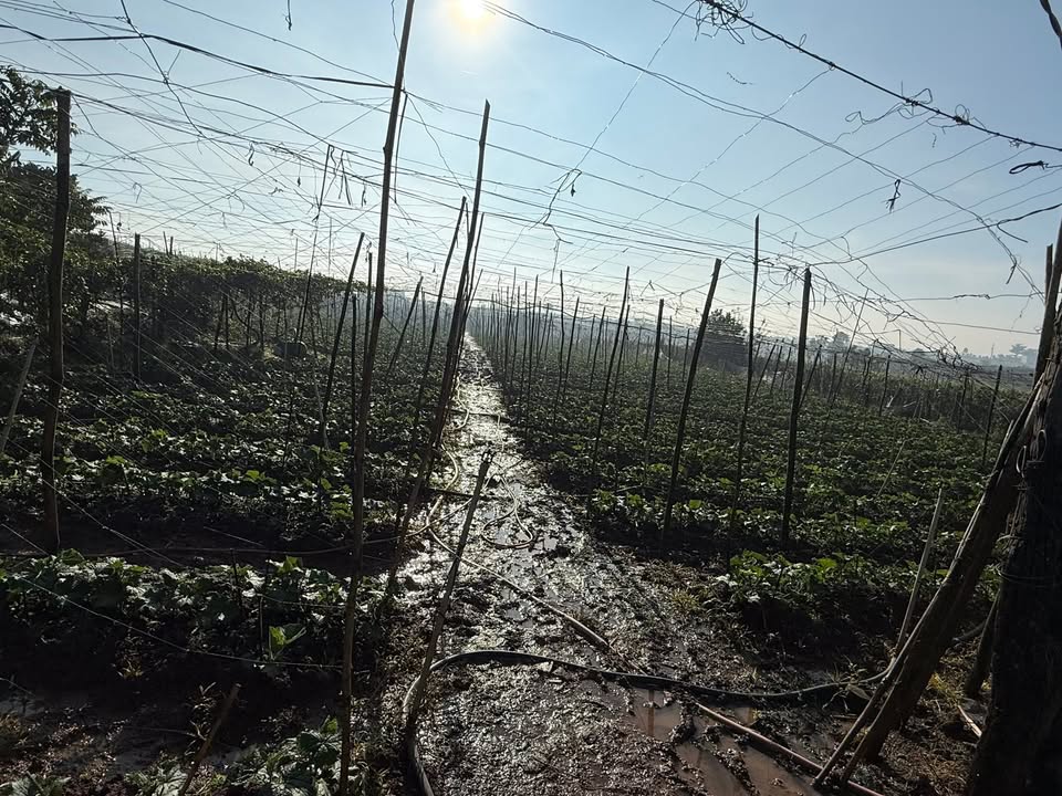 Đất nền 3.251m² tại xã Bình Thạnh, Đức Trọng - Giá chỉ 2.3 tỷ, mặt tiền rộng 32m!