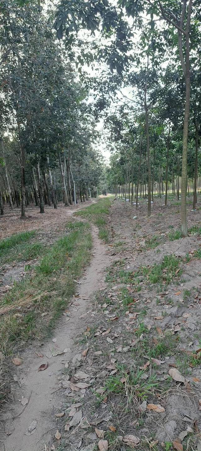 Đất Vĩnh Hòa Phú Giáo 1,4ha giá 7,6 tỷ - Tiềm năng phát triển lớn!