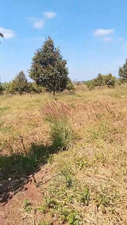 Đất Farm 3.3ha tại xã Ia Ko, Chư Sê, Gia Lai - Giá 5.55 tỷ, cơ hội đầu tư tuyệt vời!