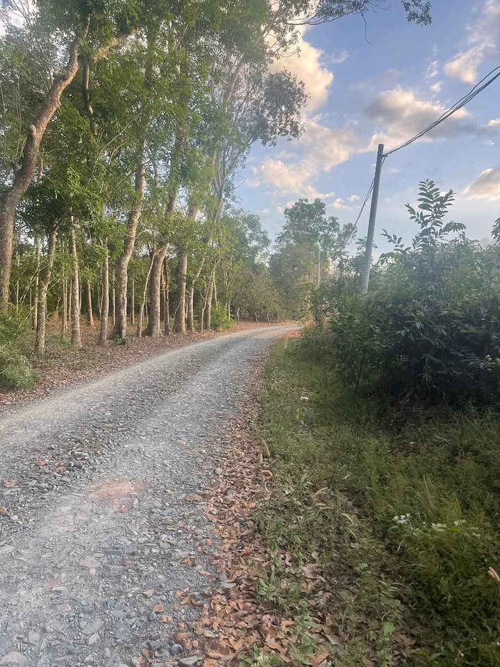 Đất thổ cư Tân Khai Chơn Thành 250m² giá 300 triệu - Lô duy nhất còn lại!