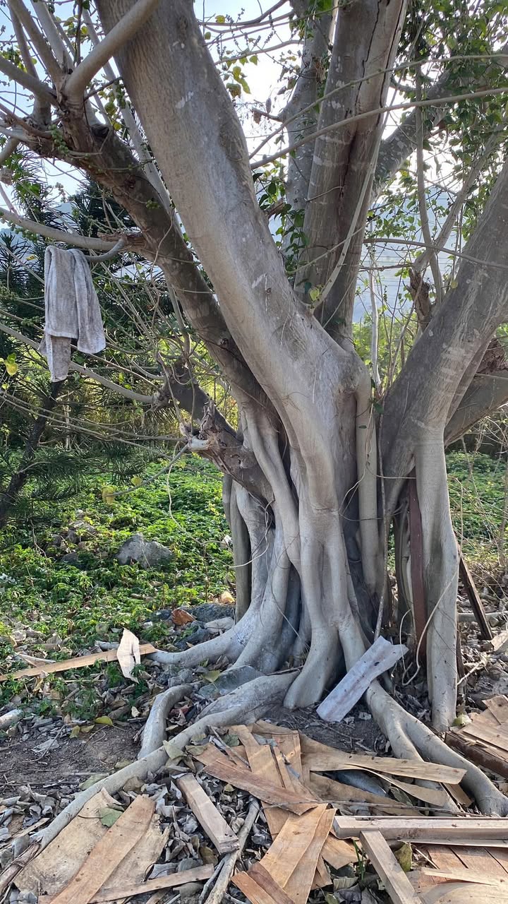 Bán vườn xoài 8000m² tại Cao Lãnh, Đồng Tháp - Đầu tư lý tưởng!