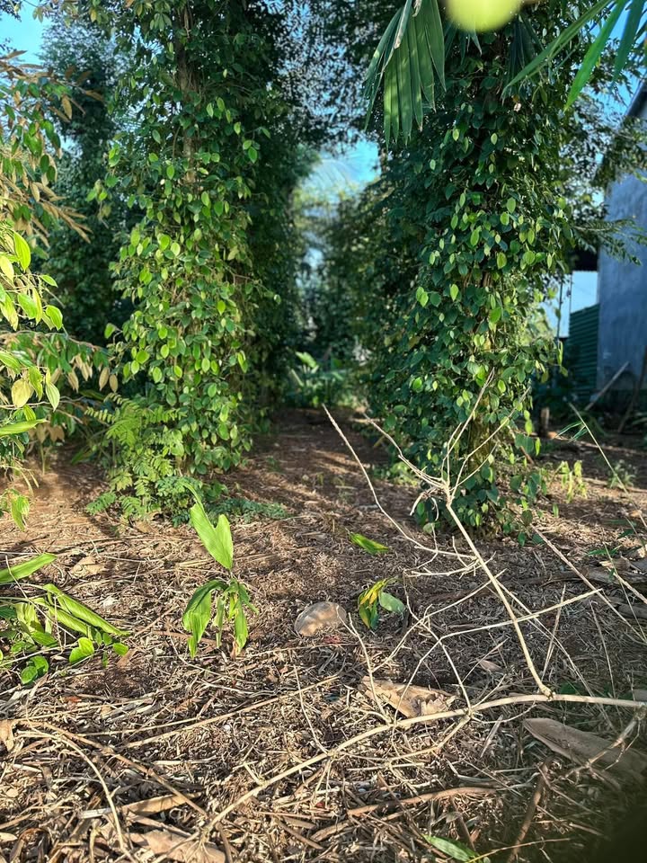 Đất nền tại Đắk Lắk, 612m² chỉ 900 triệu - Gần chợ Dang Kang!