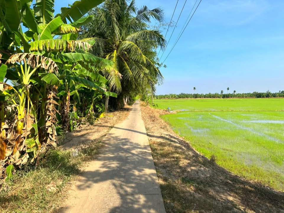 Đất lúa An Phú, Kế Sách, Sóc Trăng 150.000m² giá 15 tỷ - Đầu tư sinh lời ngay!