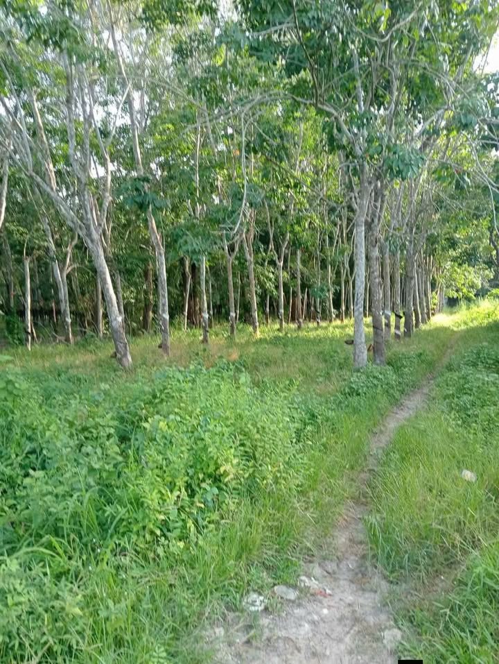 Đất ấp Phước Lộc, xã Phước Vinh, 16.000m² giá 2.5 tỷ - Cơ hội đầu tư lý tưởng!