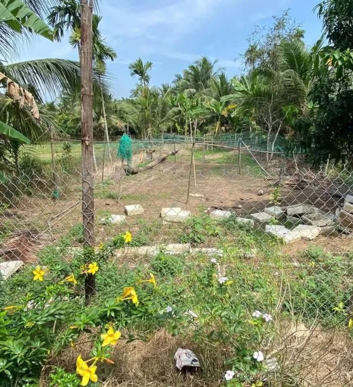 Đất nền 500m² xã Nhị Long, Càng Long - Mặt tiền đường nhựa, giá chỉ 1.2 tỷ thương lượng!