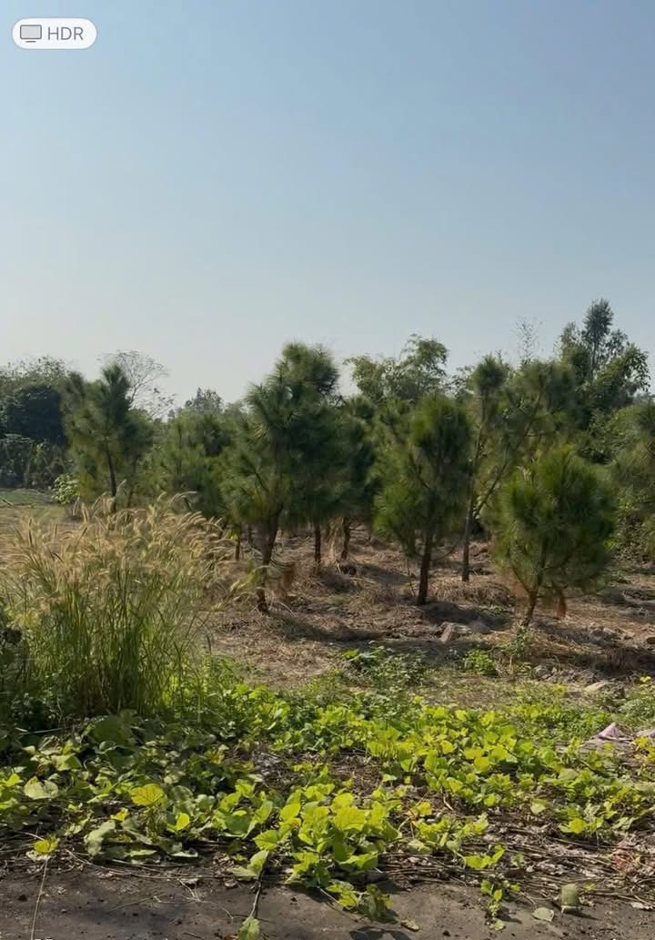 Đất nghỉ dưỡng 1.862m² tại Văn An, Chí Linh - Không gian yên tĩnh, khí trời trong lành!