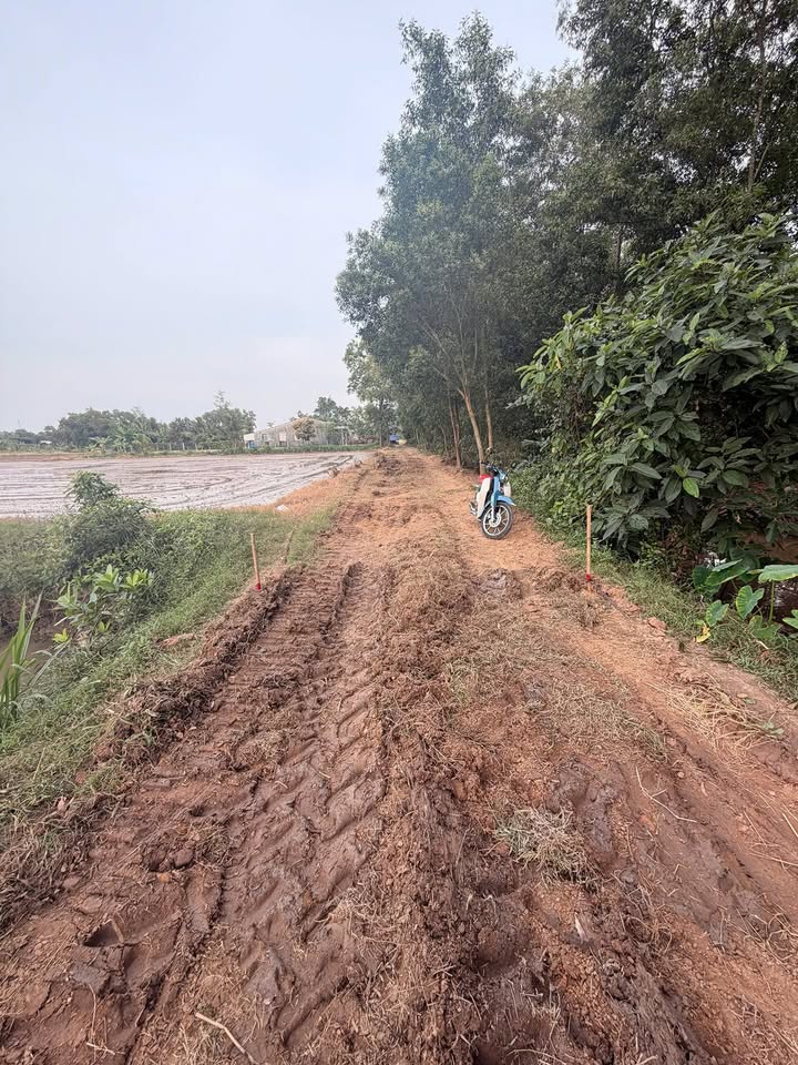 Đất ruộng 5000m² mặt tiền đường nhựa tại Trà Vinh - Cơ hội đầu tư sinh lời!