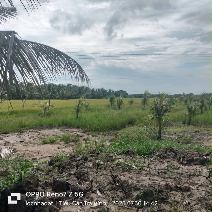 Đất vườn dừa 4000m² xã Tập Ngãi, Vĩnh Long giá 300 triệu - Cơ hội đầu tư sinh lời!