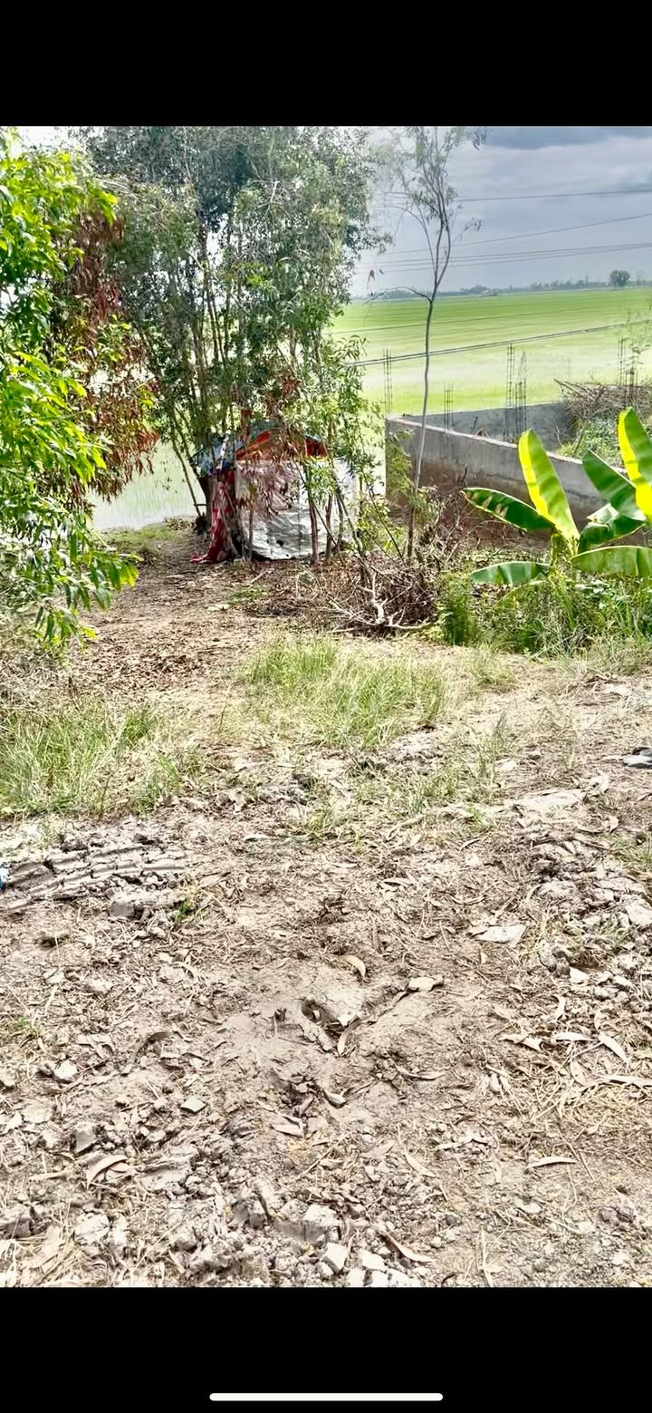 Đất Tân Công Sính, Tam Nông 46.000m² giá 6.44 tỷ - Mặt tiền đường nhựa 15m, thu hoạch 2 vụ lúa!