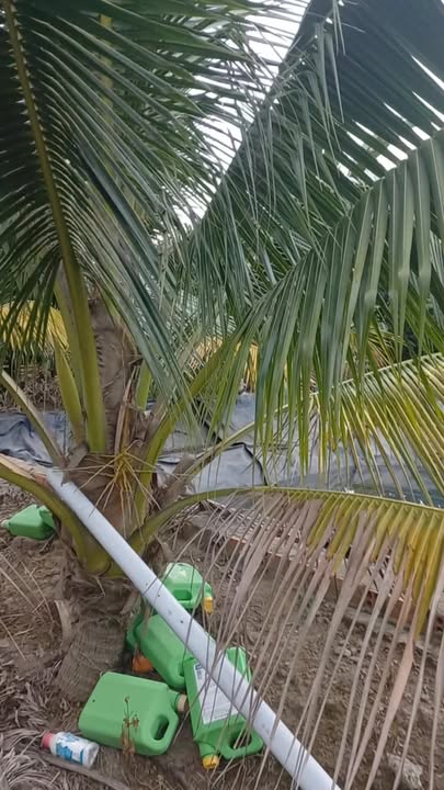 Farm 20,000m² An Tây, Bến Cát - Cho thuê dài hạn 10 năm!