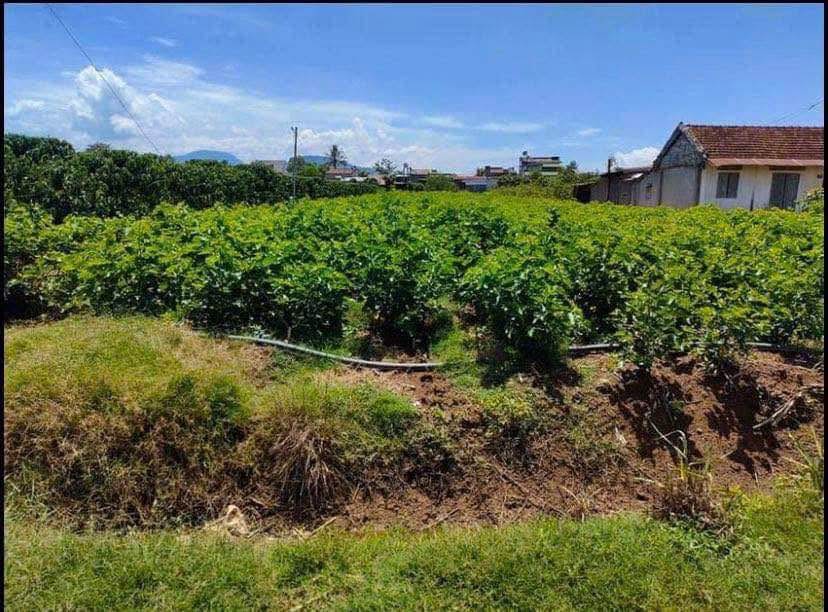 Đất vườn Bình Thạnh, Đức Trọng 1432m² giá 1.79 tỷ - Cơ hội hiếm có!