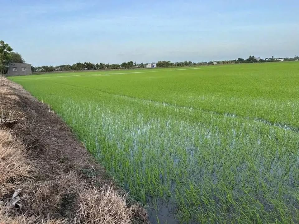 Đất nông nghiệp Định Thành, Thoại Sơn 18.417m² giá 1.842 tỷ - Đầu tư sinh lời hấp dẫn!