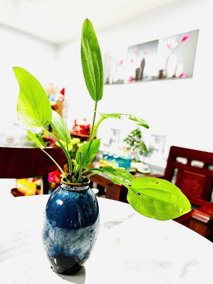 Đất thổ cư An Dõng - xã Bình An 300m² giá 400 triệu - Gần QL 19B!