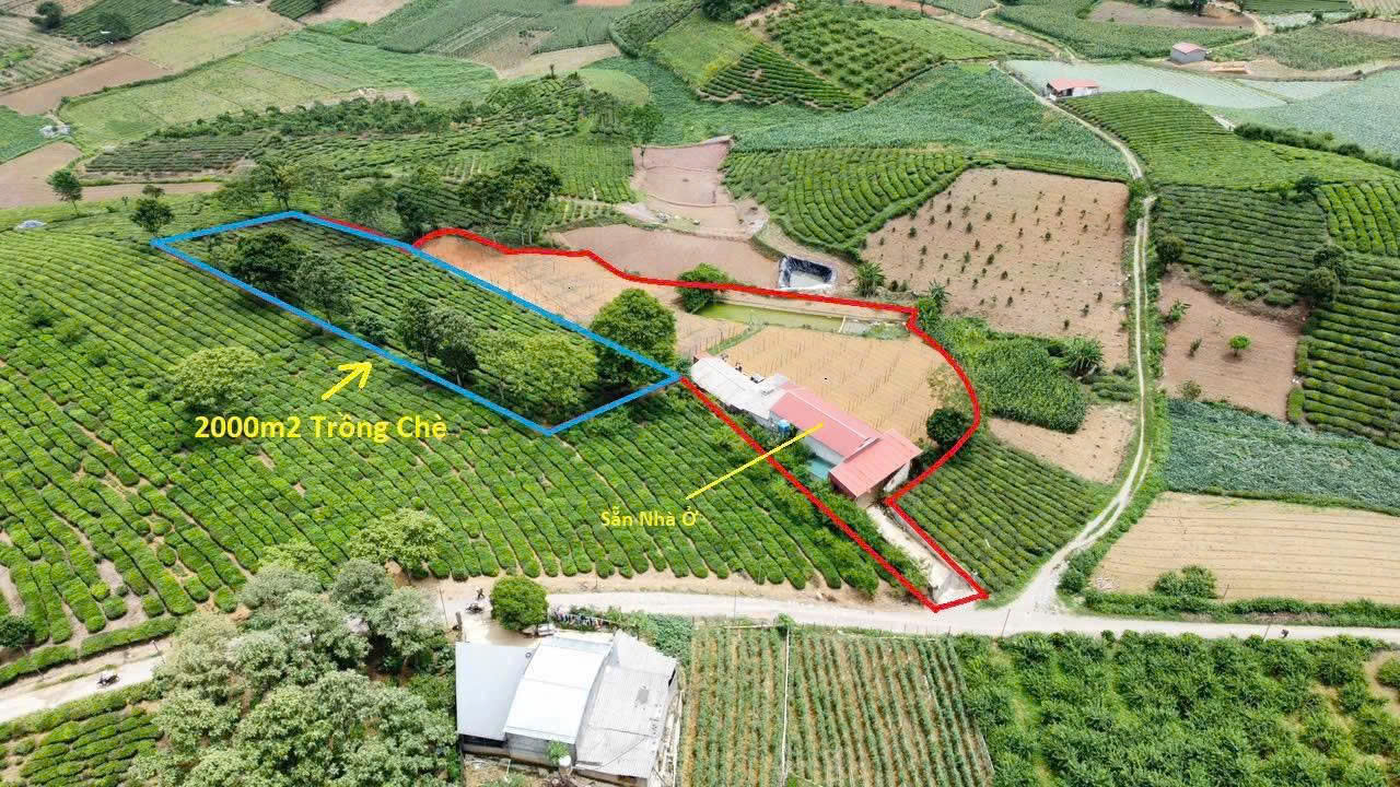 Đất nền 5000m² tại Mộc Châu - Vị trí đắc địa, giá thỏa thuận!