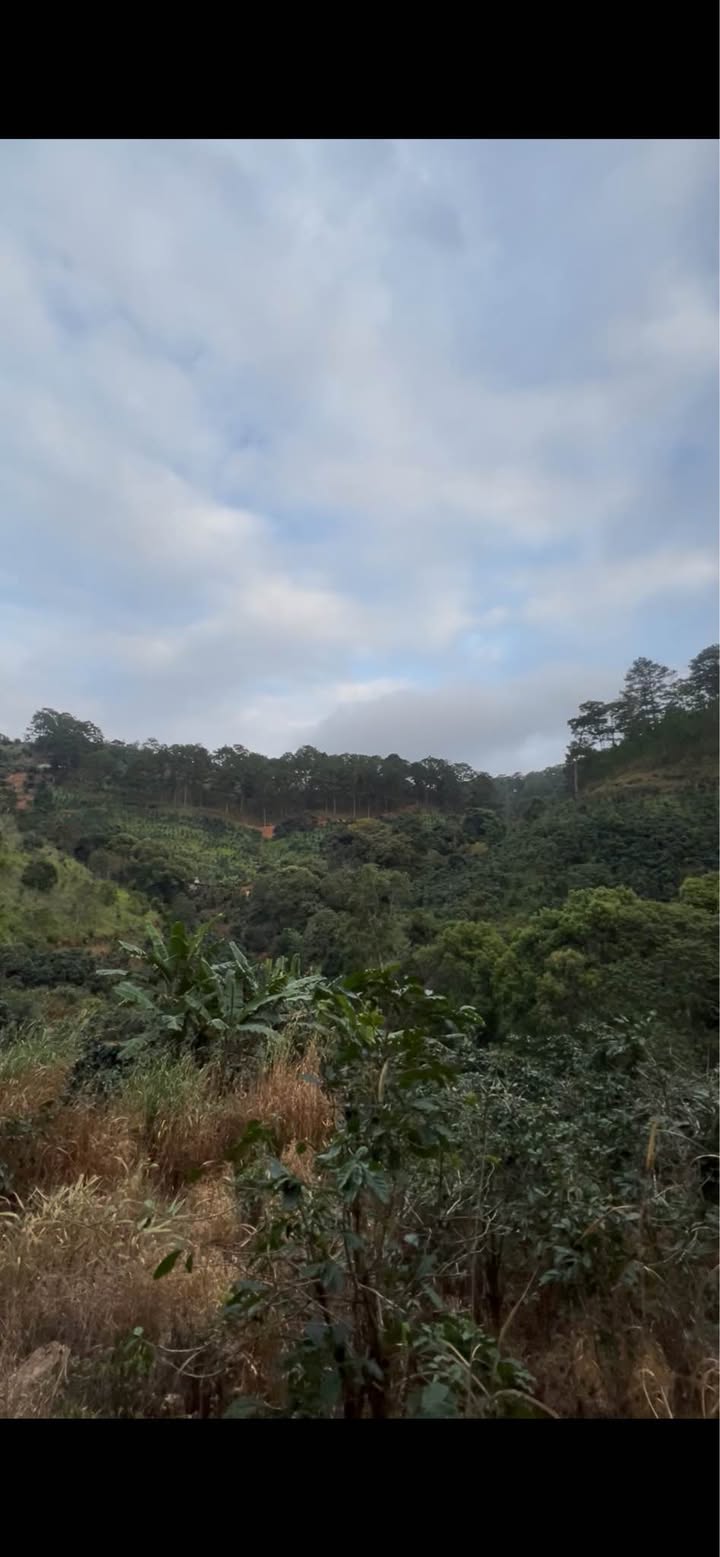 Bán đất Lâm Văn Thạnh, Đà Lạt 6.600m² giá 2.376 tỷ - Tiềm năng đầu tư lớn!