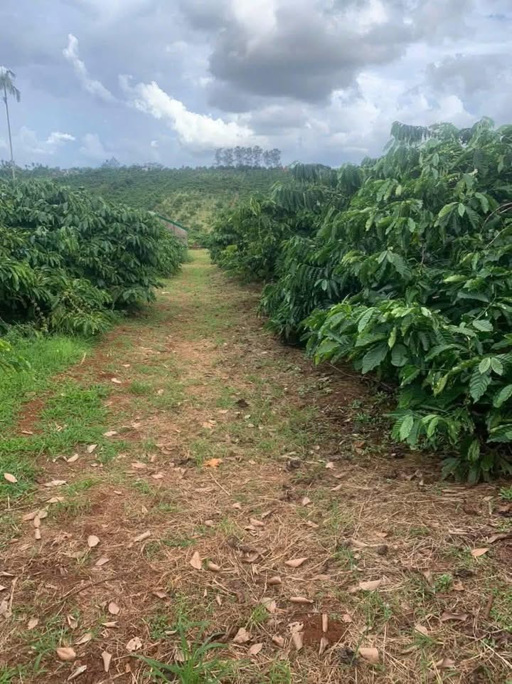 Farm Ea Tam 34,200m² giá 2.5 tỷ - Đầu tư sinh lời hiệu quả!