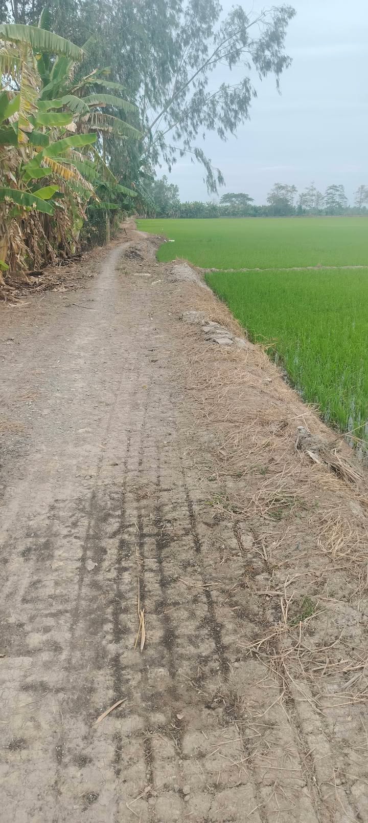 Đất nông nghiệp 26 công tại Hòa Bình Thạnh, An Giang - Giá chỉ 3.51 tỷ, mặt tiền kênh 40m!