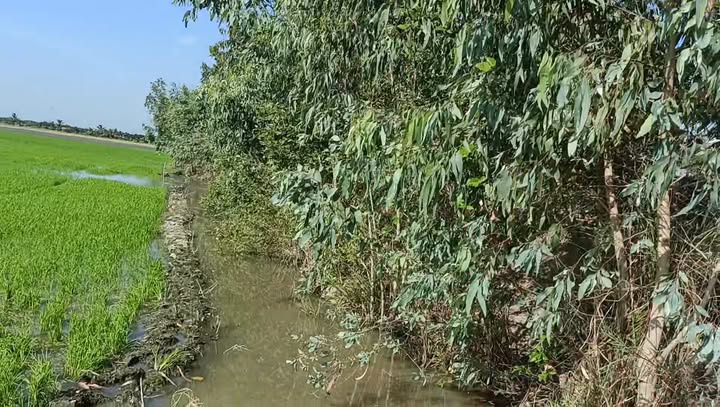 Đất ruộng 36.000m² tại xã Óc Eo, An Giang - Giá chỉ 130 triệu, dễ dàng tiếp cận!