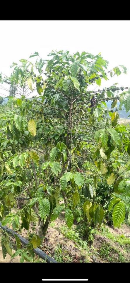 Đất nền Tân Thanh Lâm Hà 6 sào giá 2.65 tỷ - Cơ hội đầu tư hấp dẫn!