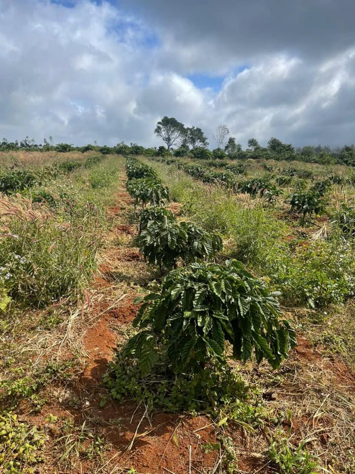 Lô đất Farm 7ha tại Đăk Ta Ley, Mang Yang - Đầu tư sinh lời hấp dẫn!