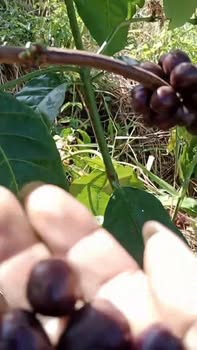 Đất thổ cư xã Ngọk Réo 38,995m² - Giá thỏa thuận, pháp lý rõ ràng!