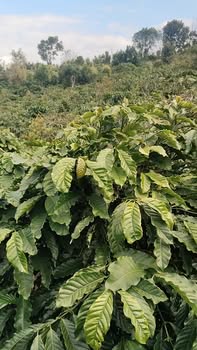 Farm đất thổ cư 1,76ha tại xã Dliê Yang, Đắk Lắk - Cơ hội đầu tư sinh lời!