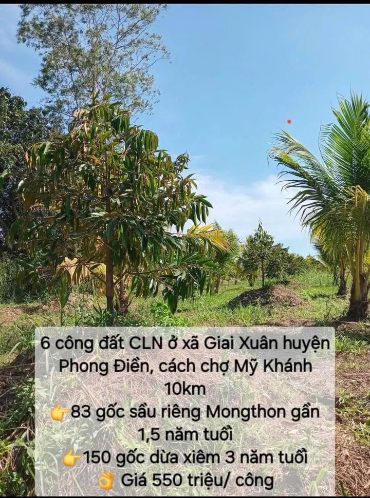 Đất nông nghiệp 6000m² tại xã Giai Xuân, Phong Điền - Giá chỉ 3.3 tỷ!