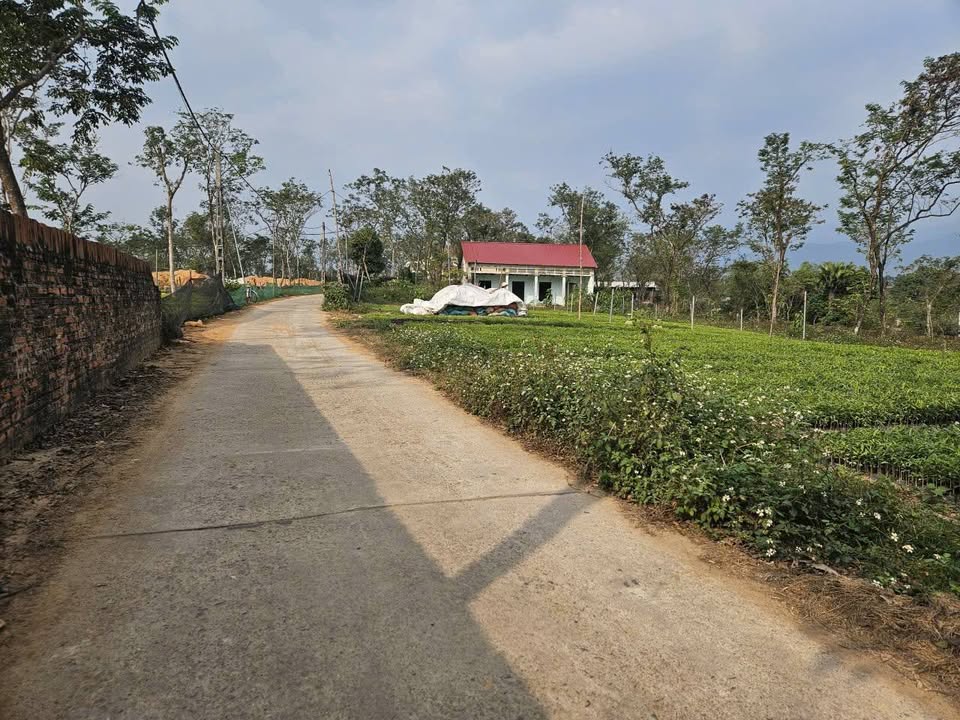 Lô đất Làng Chanh, Tam Quan, Tam Đảo 110m² giá chỉ 7xx triệu - Đầu tư sinh lời hấp dẫn!