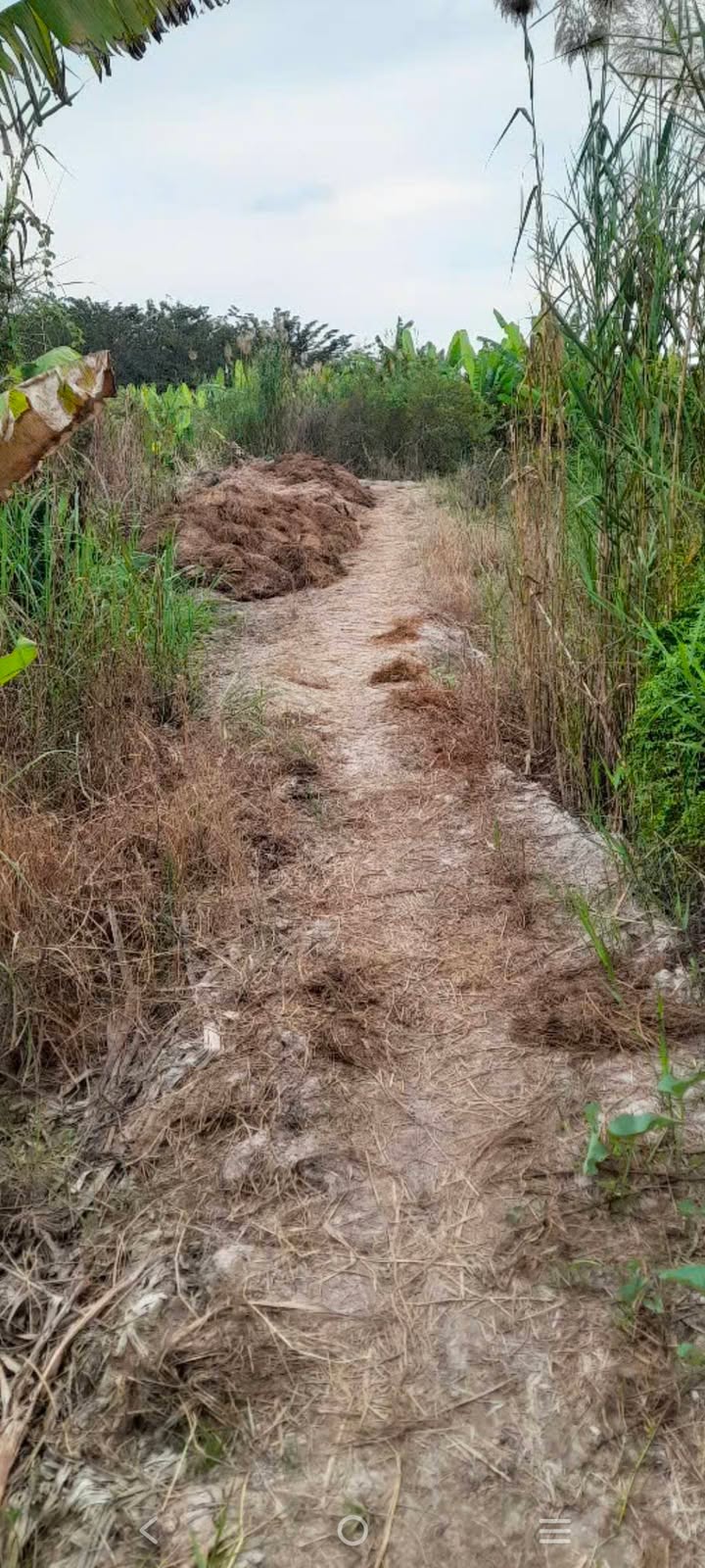 Đất làm vườn Tân Phước, Lai Vung 33000m² giá chỉ 170 triệu - Cơ hội đầu tư tuyệt vời!