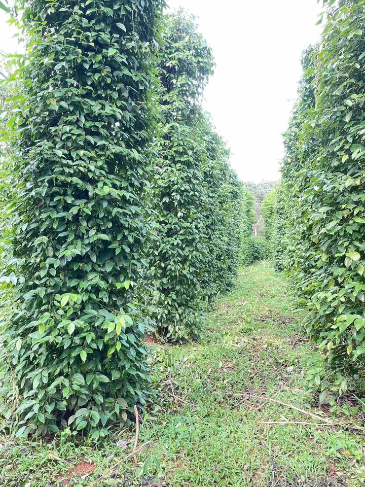 Đất nền Bù Đăng 21600m² - Tiềm năng phát triển vượt trội!