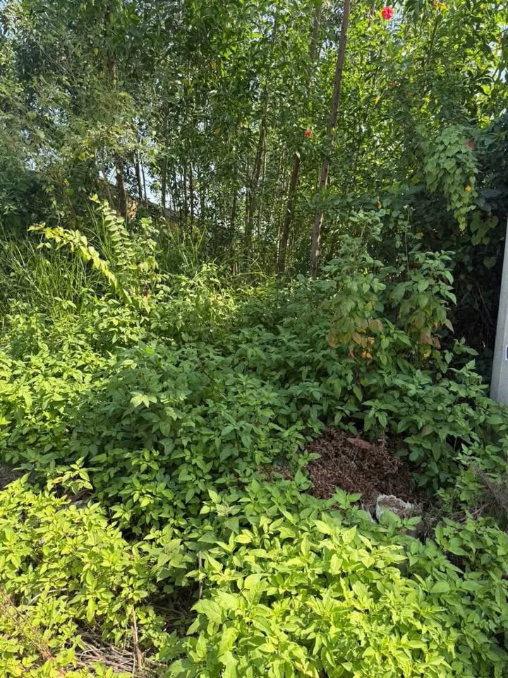 Lô đất mặt tiền đường 129 Phú Thanh - Tân Phú 600m² - Sổ hồng chính chủ, kinh doanh thuận lợi!