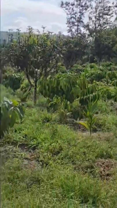 Đất nông nghiệp 2,33HA xã Dray Bhăng, Đắk Lắk giá 3,5 tỷ - Đầu tư sinh lời cao!