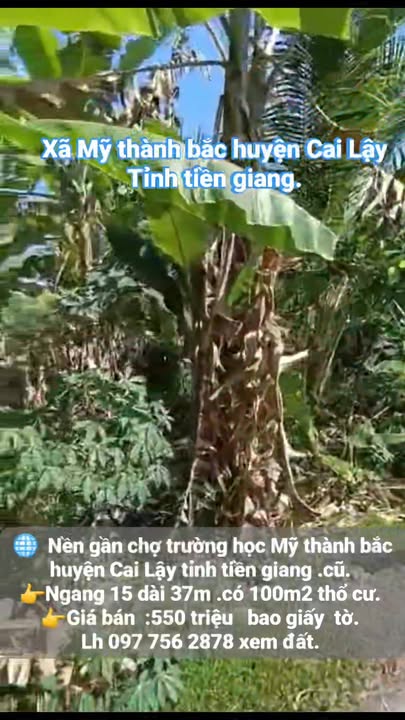 Đất nền Mỹ Thành Bắc, Cai Lậy 555m² - Gần trường học, tiện ích đầy đủ
