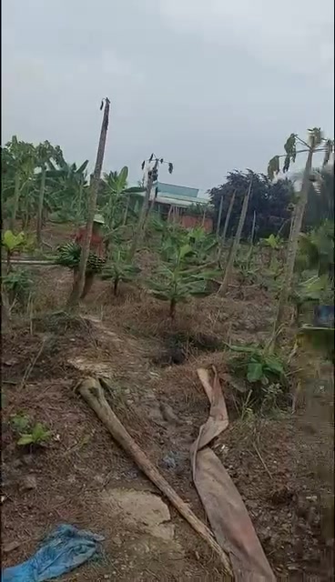 Đất ở An Lục Long, Châu Thành 115m² giá 550 triệu - Sẵn sàng cho đầu tư!