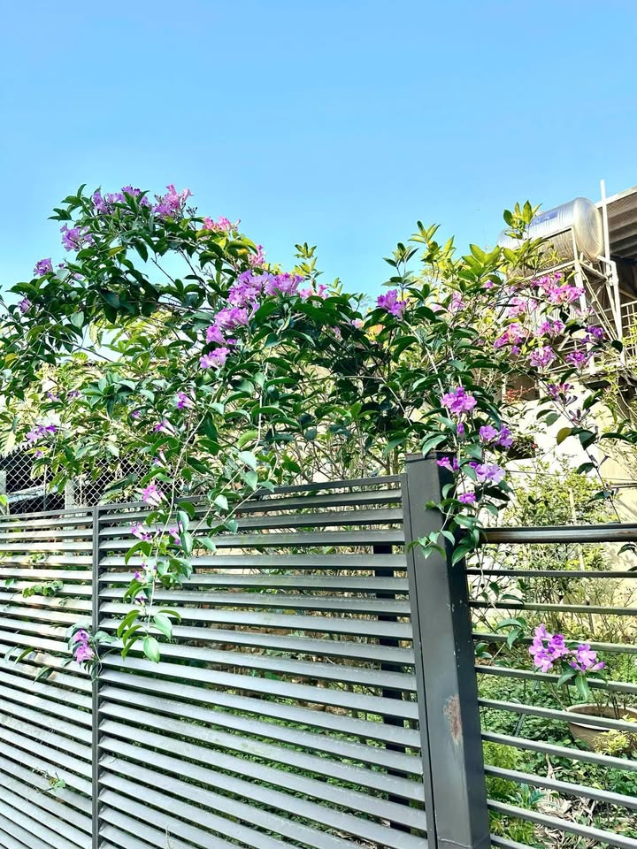 Nhà gác lửng 2 mặt tiền Ngõ 48 đường Nguyễn Khắc Nhu 113m² giá 2 tỷ - Đầu tư sinh lời ngay!